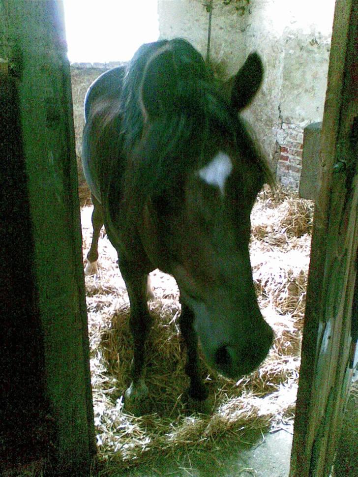 Welsh Pony (sec B) Jedidjan Rufus / R.I.P. / - Rufus <33 billede 5