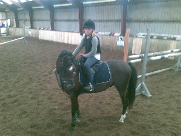 Welsh Pony (sec B) Jedidjan Rufus / R.I.P. / - Rufus :D billede 6