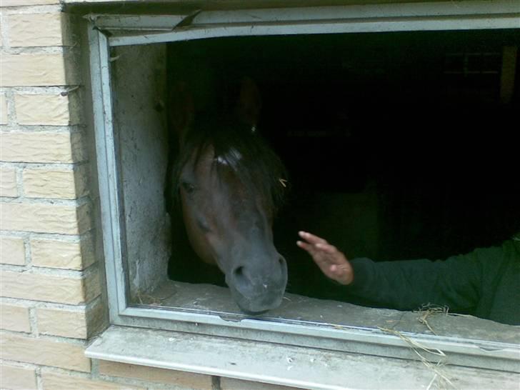 Welsh Pony (sec B) Jedidjan Rufus / R.I.P. / - Rufus <3<3 billede 8