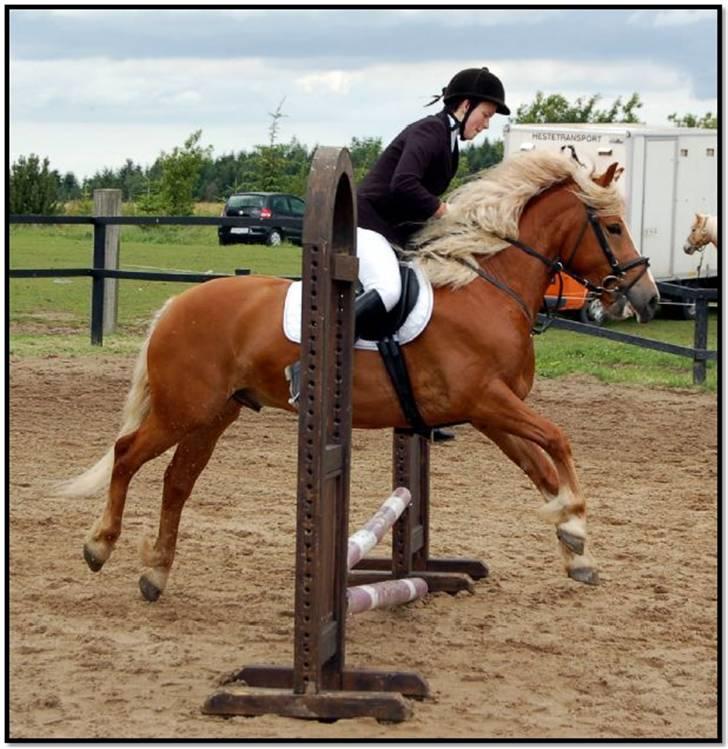 Haflinger Vestervangs Hodder  - 30-40 cm spring haflingermesterskab 2007 stutteri nordan billede 16