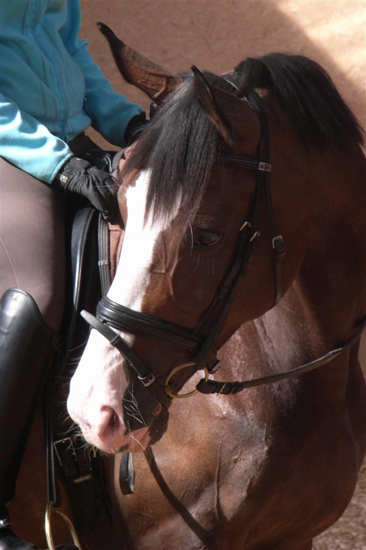 Westfaler Dawina 25 billede 13