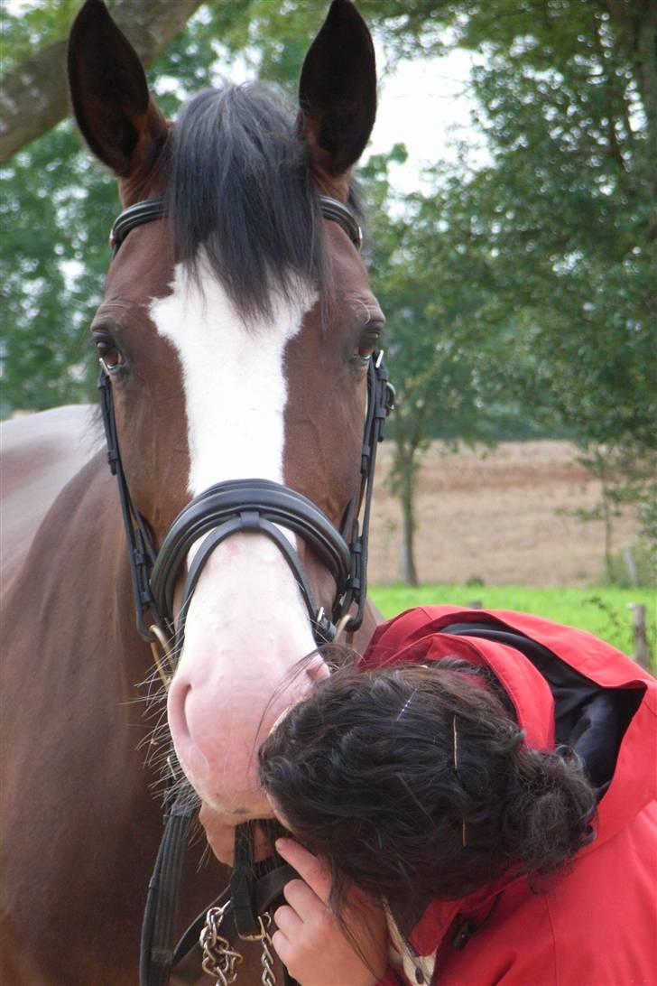 Westfaler Dawina 25 billede 15