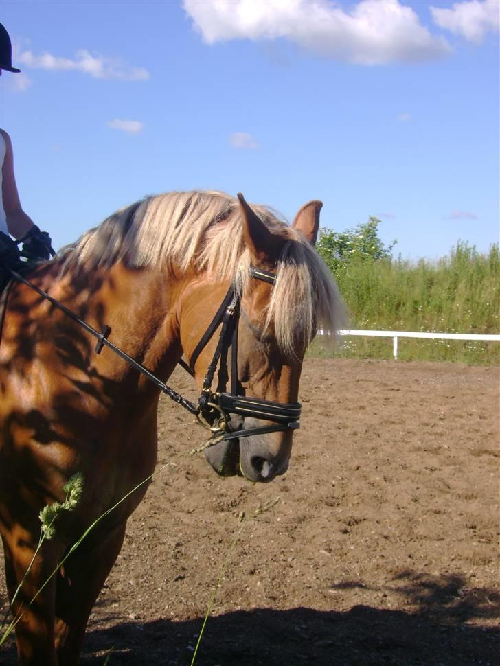 New Forest kantje's tommy - han er rigtig sød når vi laver parader:D:D billede 12