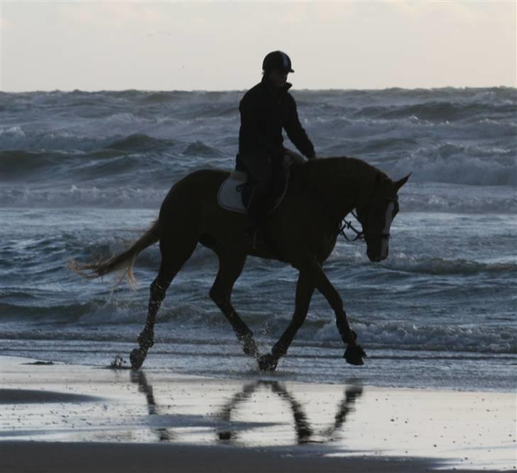 Hollandsk Varmblod CS Wishfull Thinking SOLGT - paa stranden billede 6