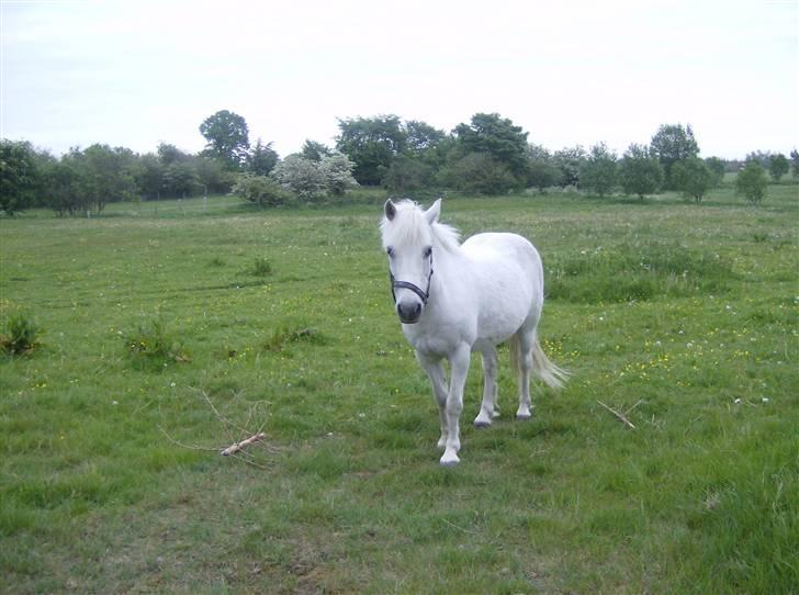 Anden særlig race Oson *død* RIP :'(( - NYT: oson er såå søøjde. <33 billede 3