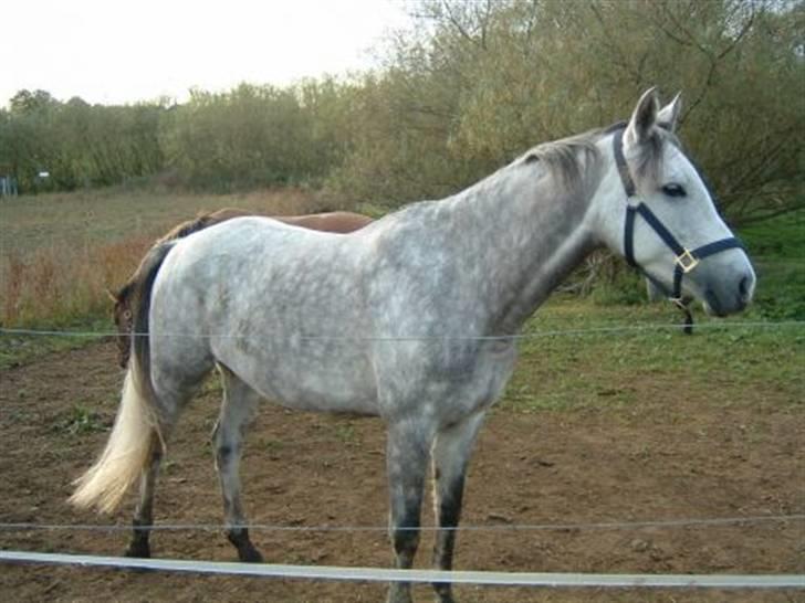 Anden særlig race Je t'aime *Solgt* - Her havde jeg lige fået den dejlige tøs... billede 1