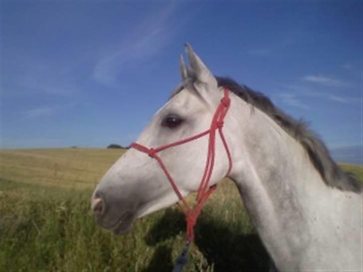 Anden særlig race Je t'aime *Solgt* - Je t´aime er ude og gå tur... :) billede 3