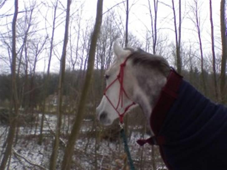 Anden særlig race Je t'aime *Solgt* - I skoven en vinterdag... ;-) billede 4