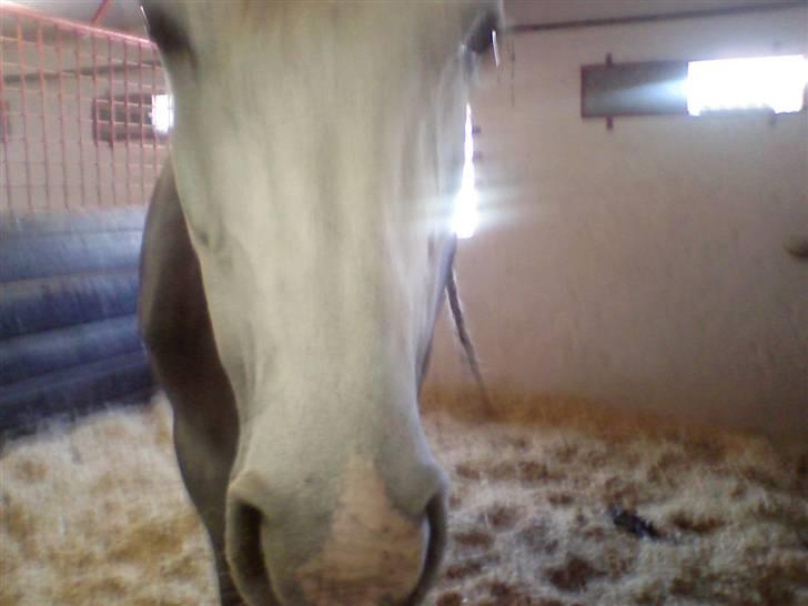 Anden særlig race Je t'aime *Solgt* - "Årh.. hun tager billeder af mig.. :)" billede 5