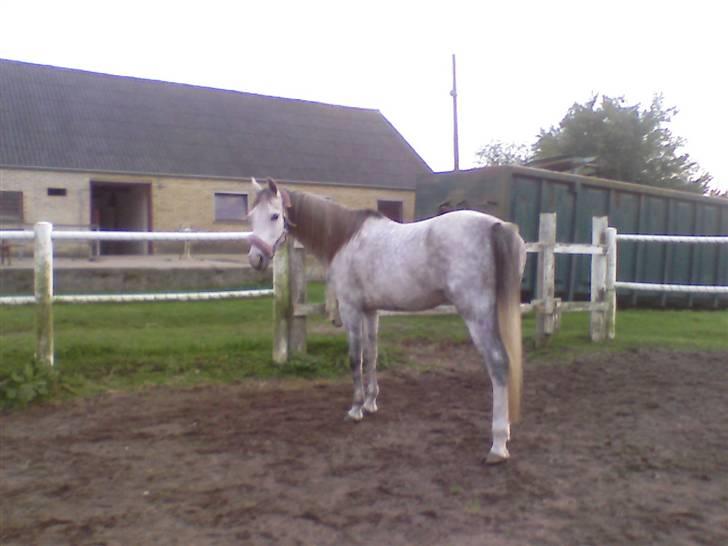 Anden særlig race Je t'aime *Solgt* - Je t´aime på minifold... billede 6