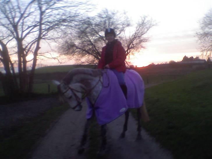 Anden særlig race Je t'aime *Solgt* - Ridetur ved solnedgang...  billede 7