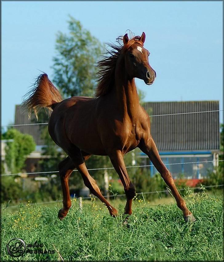 Arabisk fuldblod (OX) Magic Sari Gamal - SOLGT billede 10