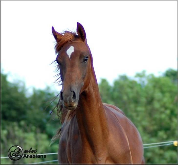 Arabisk fuldblod (OX) Magic Sari Gamal - SOLGT billede 11