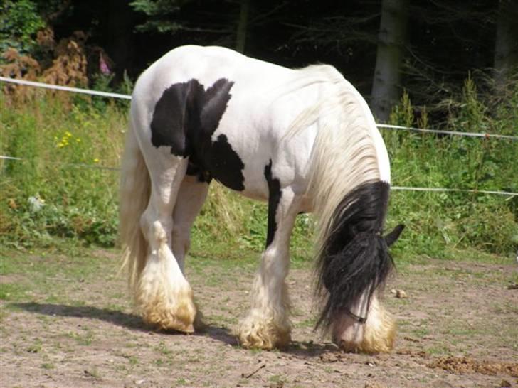 Irish Cob  Galloway of Cumro billede 16