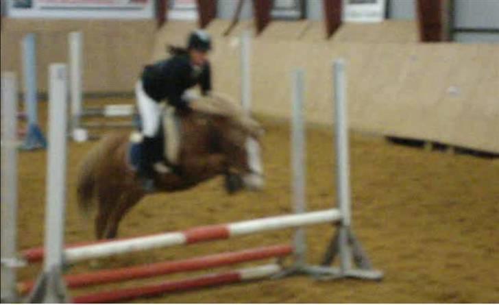 Anden særlig race Filur solgt 2011 - Filurs første vellykkede stævne. Sevel d. 16-01-2010 - LC billede 2
