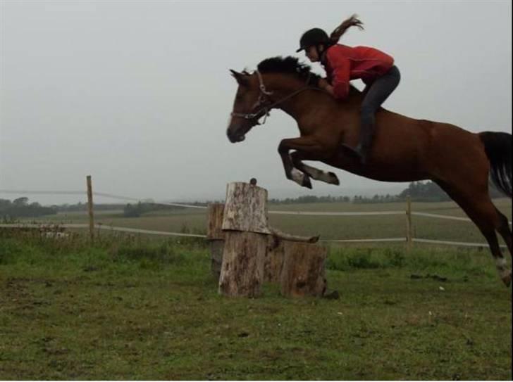 Anden særlig race Freja - 2# 15. Februar, opstillingsbillede af min elskede pony <3 Billede: Sissel Møller <3 billede 2