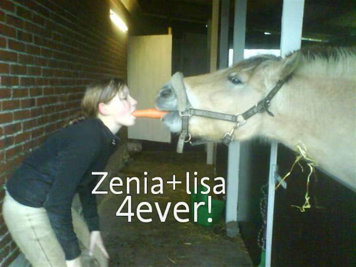 Fjordhest Zenia, passet ^savnes!^ - velkommen til Zenias profil.. <33 billede 1