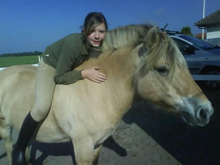 Fjordhest Zenia, passet ^savnes!^ - modeller<333 billede 2