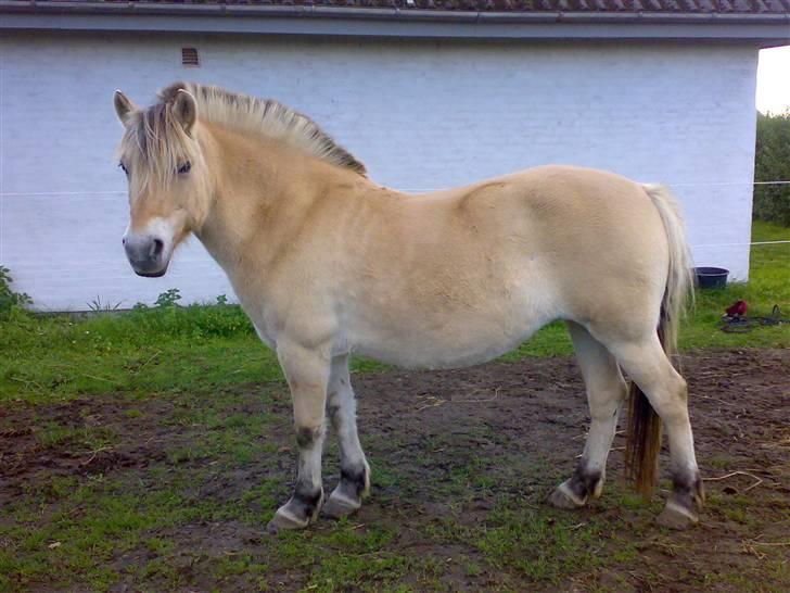 Fjordhest Zenia, passet ^savnes!^ - på marken.. riigtig flot:) billede 3