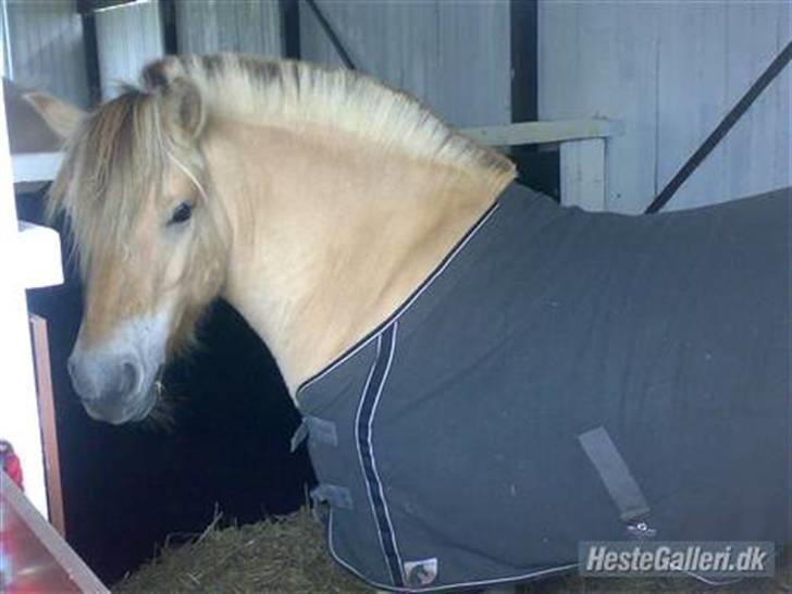 Fjordhest Zenia, passet ^savnes!^ - Zenia med hendes flotte dækken.. billede 5