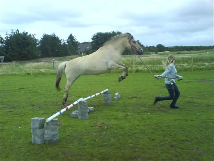 Fjordhest Zenia, passet ^savnes!^ - springer som en drøm billede 6