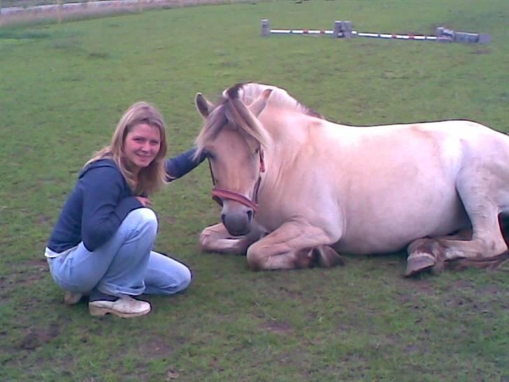Fjordhest Zenia, passet ^savnes!^ - ligger samn med Jane på marken billede 7