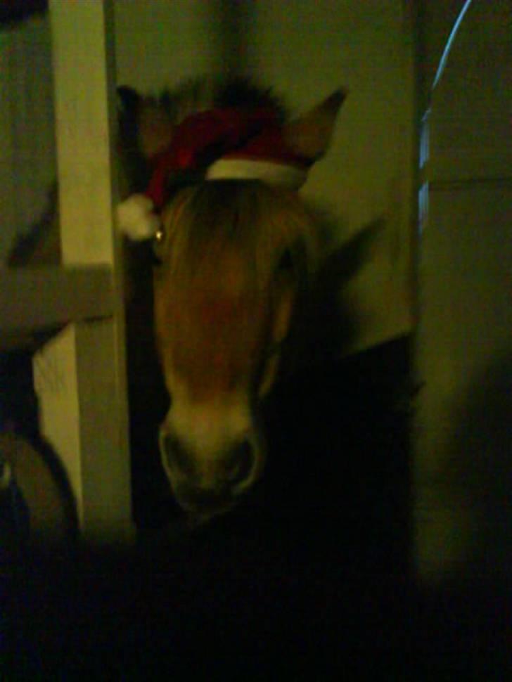 Fjordhest Zenia, passet ^savnes!^ -  med nisse hue.. undskyld kvaliteten.. :) billede 8