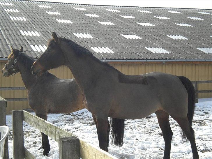 Dansk Varmblod Faster - Velkommen til Faster´s profil billede 1