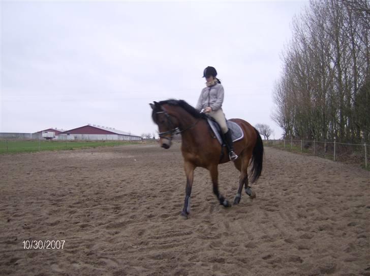 Tysk Sportspony Benjamin †100697-070808† - Efter 3 ugers pause .  billede 1