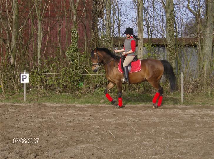 Tysk Sportspony Benjamin †100697-070808† - 3.04.2008 billede 2