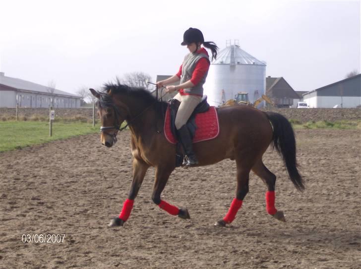 Tysk Sportspony Benjamin †100697-070808† - 3.04.2008 billede 3