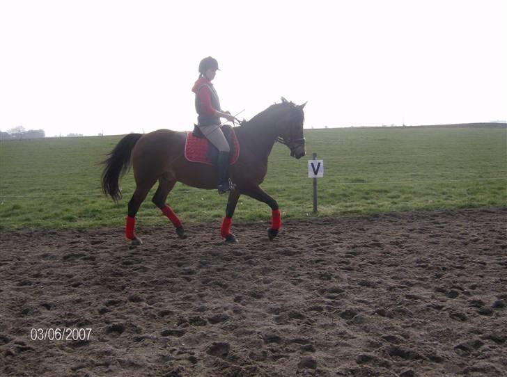 Tysk Sportspony Benjamin †100697-070808† - 3.04.2008 billede 5