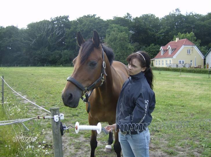 Tysk Sportspony Benjamin †100697-070808† billede 6