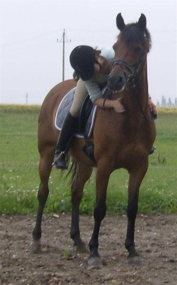 Tysk Sportspony Benjamin †100697-070808† billede 7