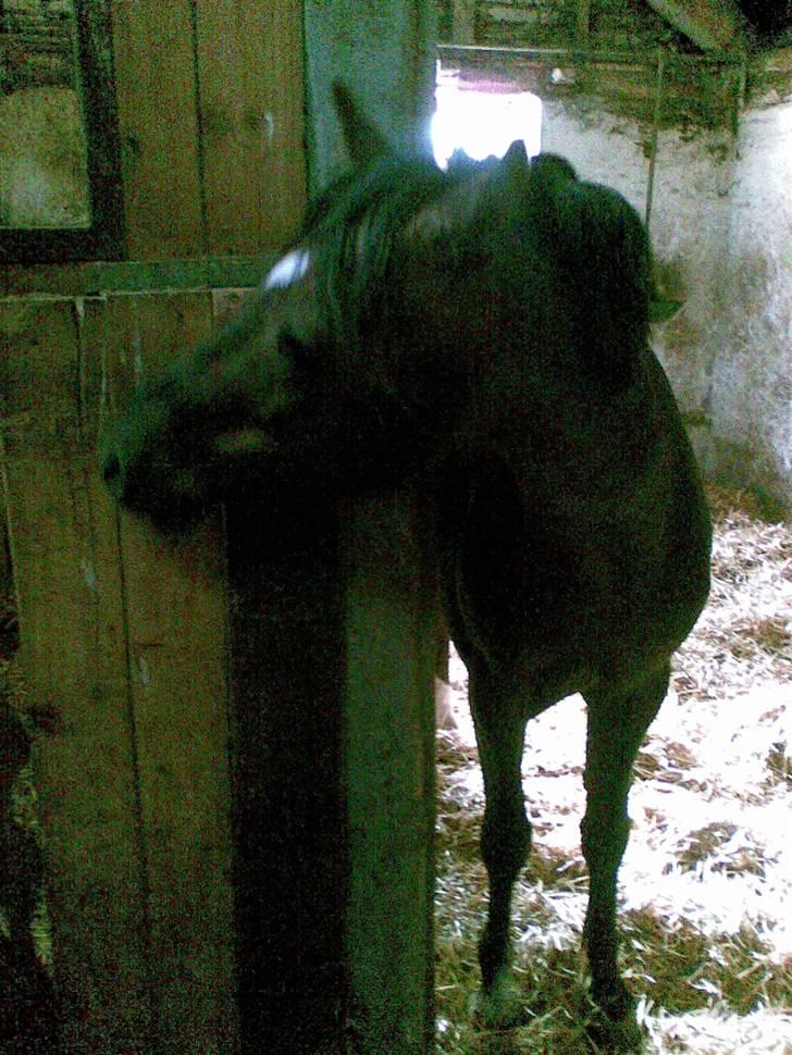 Welsh Pony (sec B) Jedidjan Rufus / R.I.P. / - Rufus : ) billede 9