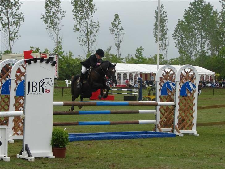 Welsh Pony (sec B) Jedidjan Rufus / R.I.P. / - Rufus <3 billede 10