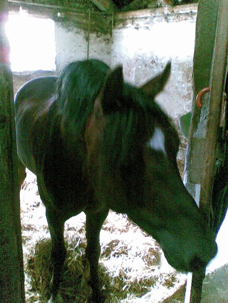 Welsh Pony (sec B) Jedidjan Rufus / R.I.P. / - Rufus : ) billede 11