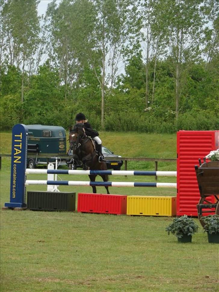 Welsh Pony (sec B) Jedidjan Rufus / R.I.P. / - Rufus : ) billede 12