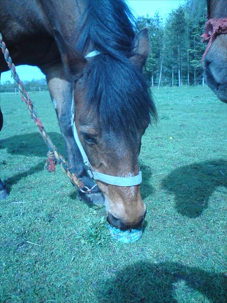 New Forest Brune (Pensioneret)  - 2. *NYT* Hun ligner ikk´ ligefrem en på 25! :) billede 2