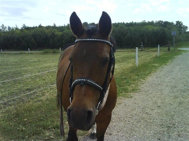 New Forest Brune (Pensioneret)  - 3.  Jamen hun kan jo godt være smuk !¤F  Hiihi billede 3