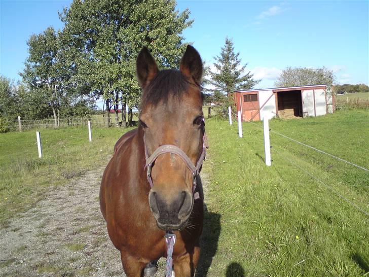 New Forest Brune (Pensioneret)  - 4. Smuk, smukkere, Brune pigen billede 4