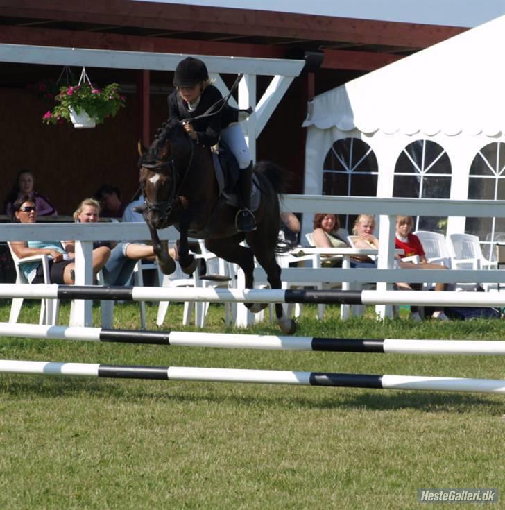 Welsh Pony (sec B) Jedidjan Rufus / R.I.P. / - Rufus <3 billede 13