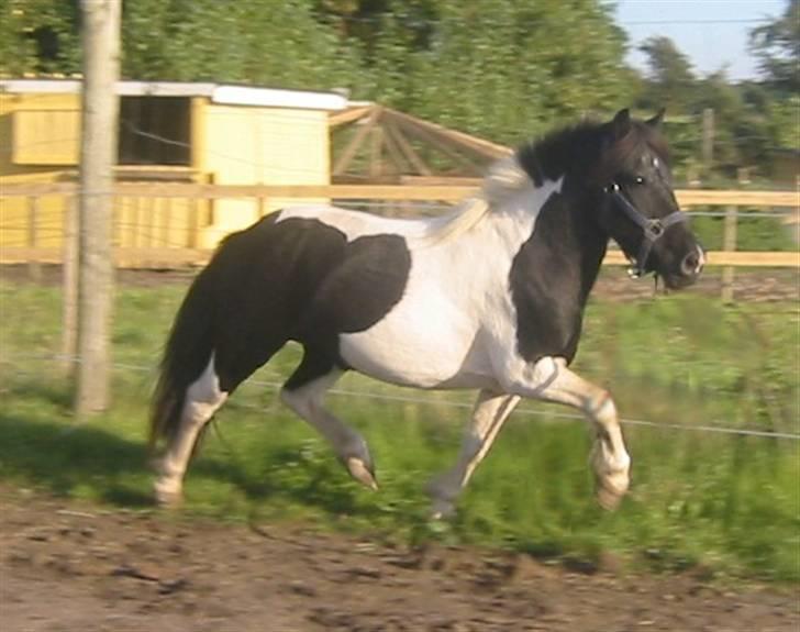 Shetlænder | Kærholms Joline  - Høje knæløft? :P jeps det er joline ;) NYT! billede 19