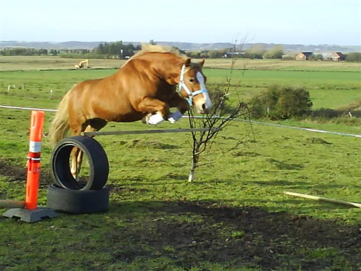 Anden særlig race Filur solgt 2011 - En af de gange, hvor han var virkelig i god form og sprang højt :) <3 billede 5