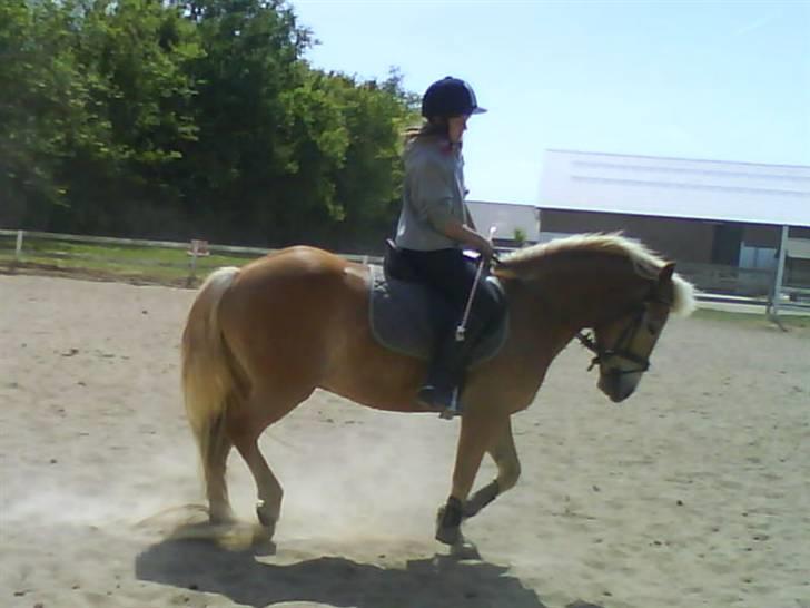 Haflinger Andy kastanjegaard*solgt* - smukke dig <3  billede 16