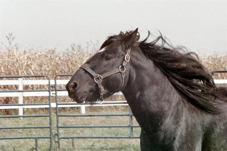 Dales Alick billede 2