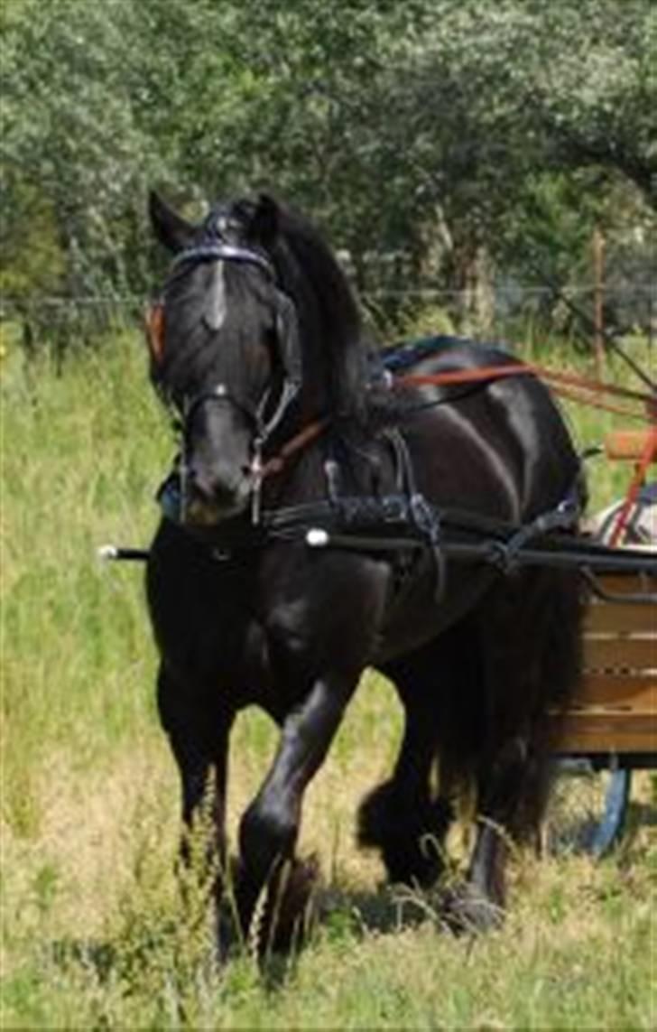 Dales Alick billede 10