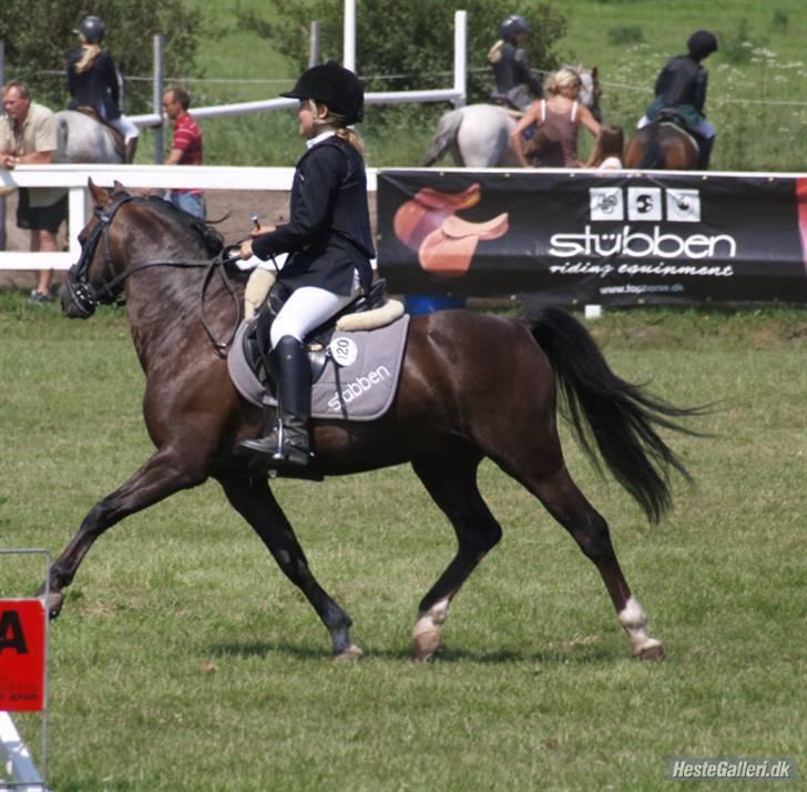 Welsh Pony (sec B) Jedidjan Rufus / R.I.P. / - Rufus : ) billede 14