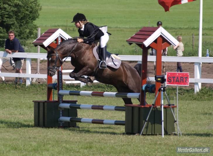 Welsh Pony (sec B) Jedidjan Rufus / R.I.P. / - Rufus : ) billede 16