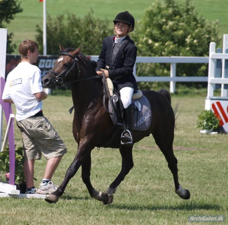 Welsh Pony (sec B) Jedidjan Rufus / R.I.P. / - Rufus <3 billede 17